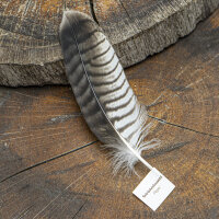 Rotrückenbussard - Schwungfeder - 00114