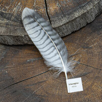 Rotrückenbussard - Schwungfeder - 00114