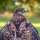 Rotrückenbussard Schwungfeder | Vogelfeder | Nr. 00114