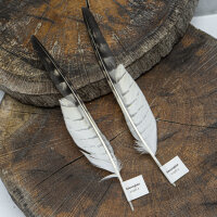 Rotrückenbussard - Schwungfedern Set - 00316-2