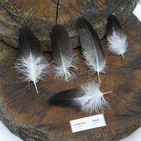 Bussardfeder - Kordillerenadler - Deckfedern - Set - 00454-4