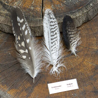 Blaubussard- Set Deckfedern - 00480-3