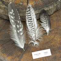 Blaubussard- Set Deckfedern - 00480-3