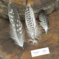 Bussardfeder - Kordillerenadler - Deckfedern - Set - 00454-4