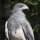 Bussardfeder - Kordillerenadler - Deckfedern - Set - 00454-4