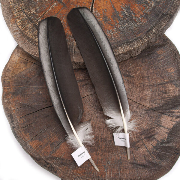 Storchfeder - Weißstorch - Schwungfedern-Set - 00491-2