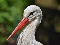 Storchfeder - Weißstorch - Schwungfedern-Set - 00491-2