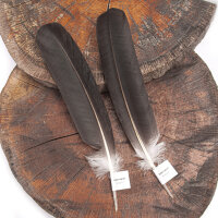 Storchfeder - Weißstorch - Schwungfedern-Set - 00491-2