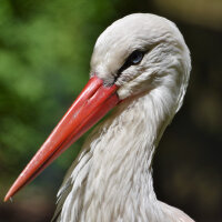 Weißstorch Schwungfeder | Vogelfeder | Nr. 00489
