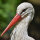Weißstorch Schwungfeder | Vogelfeder | Nr. 00489