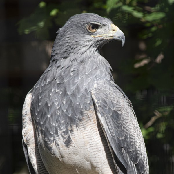 Kordillerenadler - Set Schwungfedern - 00500-2
