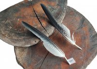 Kordillerenadler - Set Schwungfedern - 00500-2