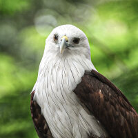 Brahminenweih - Set Schwungfedern - 00510-3