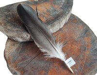 Feder vom Weißkopfseeadler - Schwungfeder - 00524