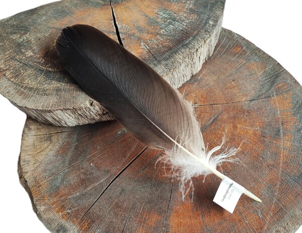 Feder vom Weißkopfseeadler - Schwungfeder - 00523