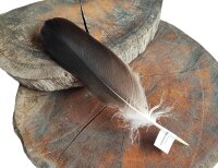 Feder vom Weißkopfseeadler - Schwungfeder - 00523