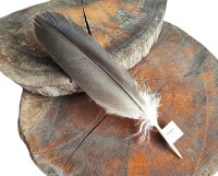 Feder vom Weißkopfseeadler - Schwungfeder - 00523