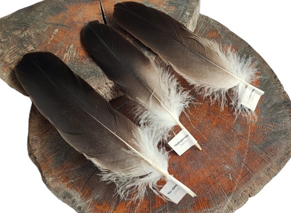 Feder vom Weißkopfseeadler - Deckfeder - 00522-3