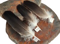 Feder vom Weißkopfseeadler - Deckfeder - 00522-3
