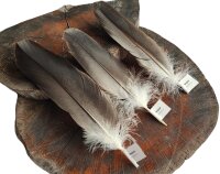 Weißkopfseeadler Deckfedern (3 Stück) | Vogelfedern | Nr. 00522-3