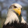Weißkopfseeadler Deckfedern (3 Stück) | Vogelfedern | Nr. 00522-3