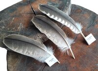 Falkenfeder - Sakerfalke - Schwungfedern - Set - 00423-2