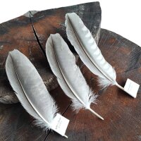 Falkenfeder - Sakerfalke - Schwungfedern - Set - 00423-2