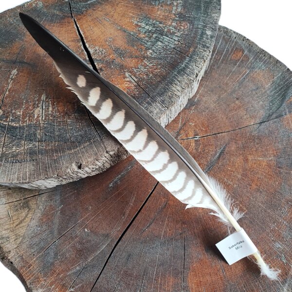 Falkenfeder - Sakerfalke - Schwungfeder - 00515