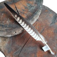 Falkenfeder - Sakerfalke - Schwungfeder - 00515