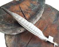 Falkenfeder - Sakerfalke - Schwungfeder - 00515