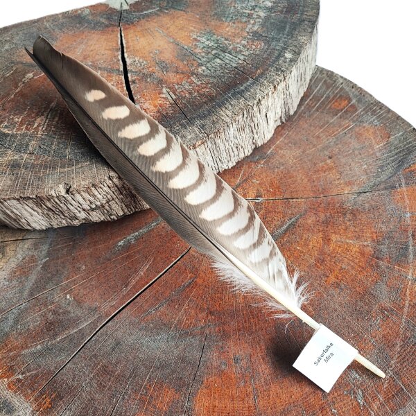 Falkenfeder - Sakerfalke - Schwungfeder - 00513