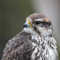 Falkenfeder - Sakerfalke - Schwungfeder - 00513