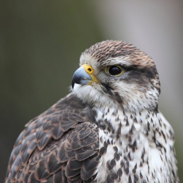 Falkenfeder - Sakerfalke - Schwungfeder - 00514