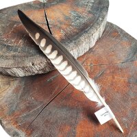 Falkenfeder - Sakerfalke - Schwungfeder - 00514