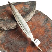 Falkenfeder - Sakerfalke - Schwungfeder - 00514