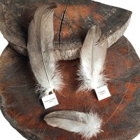 Adlerfeder - Weißkopfseeadler - Deckfedern - Set - 00492-3