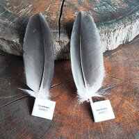 Adlerfeder - Weißkopfseeadler - Deckfedern - Set - 00493-2