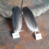 Adlerfeder - Weißkopfseeadler - Deckfedern - Set - 00493-2