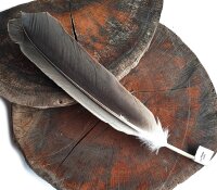 Feder vom Weißkopfseeadler - Schwungfeder - 00494