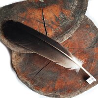 Feder vom Weißkopfseeadler - Schwungfeder - 00494