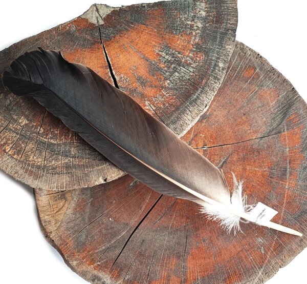 Feder vom Weißkopfseeadler - Schwungfeder - 00495