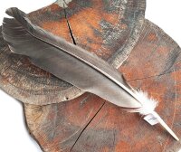 Feder vom Weißkopfseeadler - Schwungfeder - 00495