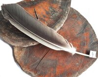 Feder vom Weißkopfseeadler - Schwungfeder - 00496