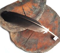 Feder vom Weißkopfseeadler - Schwungfeder - 00496