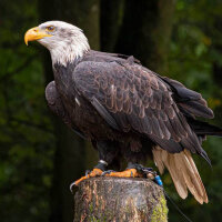 Adlerfeder - Weißkopfseeadler - Schwungfedern - Set...