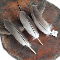 Adlerfeder - Weißkopfseeadler - Schwungfedern - Set - 00497-3