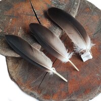 Adlerfeder - Weißkopfseeadler - Schwungfedern - Set - 00497-3