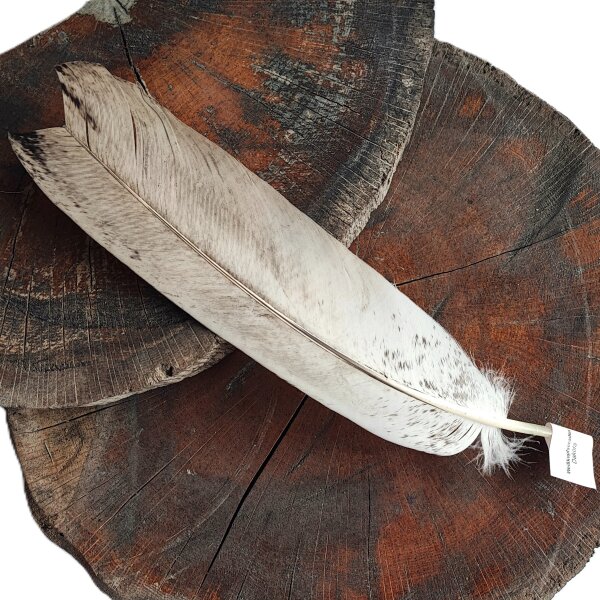 Feder vom Weißkopfseeadler - Stoßfeder - 00499