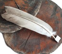 Feder vom Weißkopfseeadler - Stoßfeder - 00499