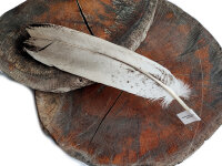 Feder vom Weißkopfseeadler - Stoßfeder - 00498